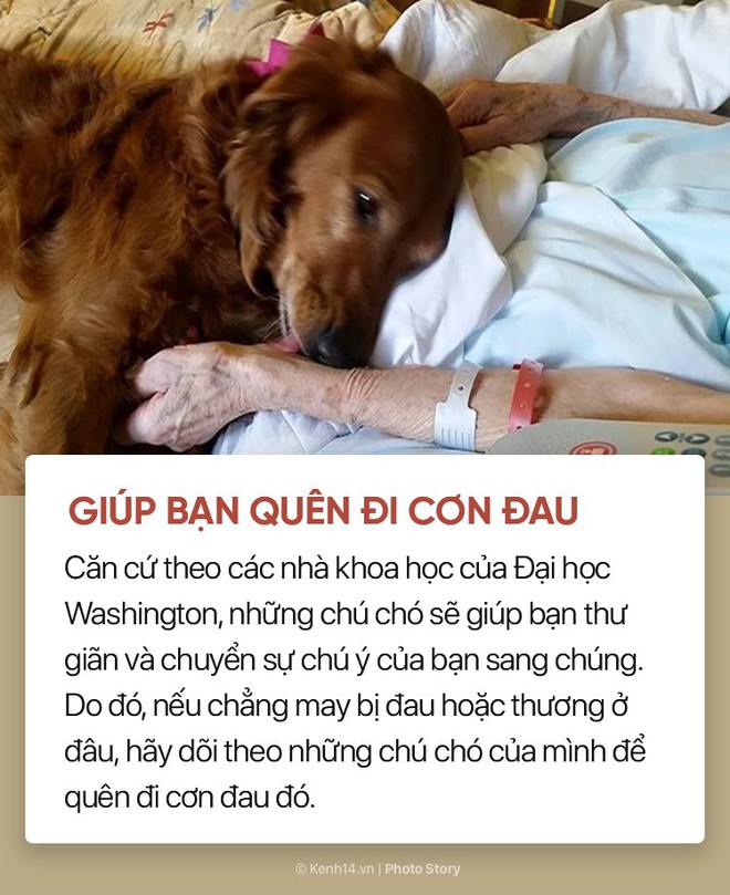 Nuôi cún cưng không chỉ giúp bạn vui vẻ mà còn chống lại rất nhiều bệnh tật - Ảnh 7.