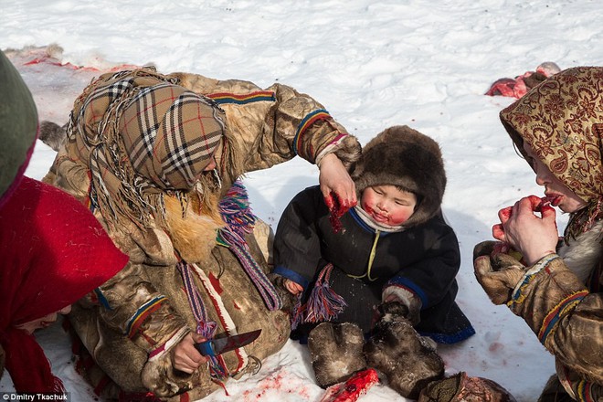 Những khoảnh khắc đời thường của Nenets: Bộ lạc du mục chuyên ăn thịt sống, uống máu tuần lộc - Ảnh 4.
