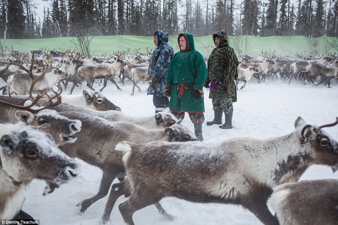 Những khoảnh khắc đời thường của Nenets: Bộ lạc du mục chuyên ăn thịt sống, uống máu tuần lộc - Ảnh 12.