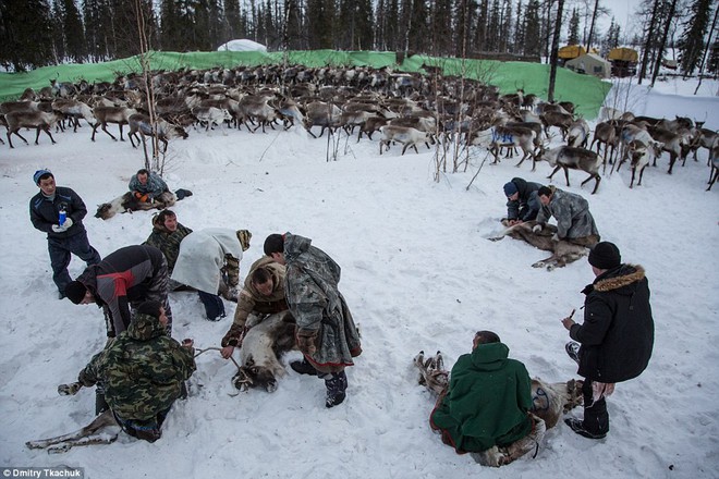 Những khoảnh khắc đời thường của Nenets: Bộ lạc du mục chuyên ăn thịt sống, uống máu tuần lộc - Ảnh 13.