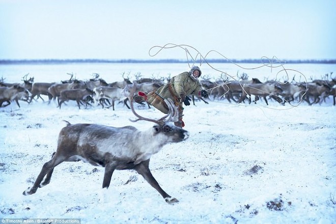 Những khoảnh khắc đời thường của Nenets: Bộ lạc du mục chuyên ăn thịt sống, uống máu tuần lộc - Ảnh 16.