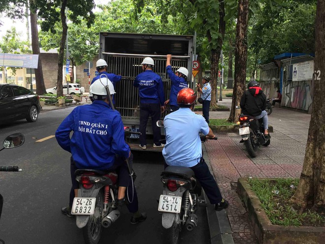 Hàng chục con chó thả rông ở trung tâm Sài Gòn bị “tóm” trong 4 tháng cuối năm - Ảnh 2.