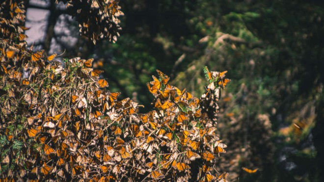 Hàng trăm nghìn con bướm như hình đã bốc hơi theo nghĩa đen chỉ trong vòng 1 năm qua và khoa học vẫn chưa hiểu tại sao - Ảnh 1.