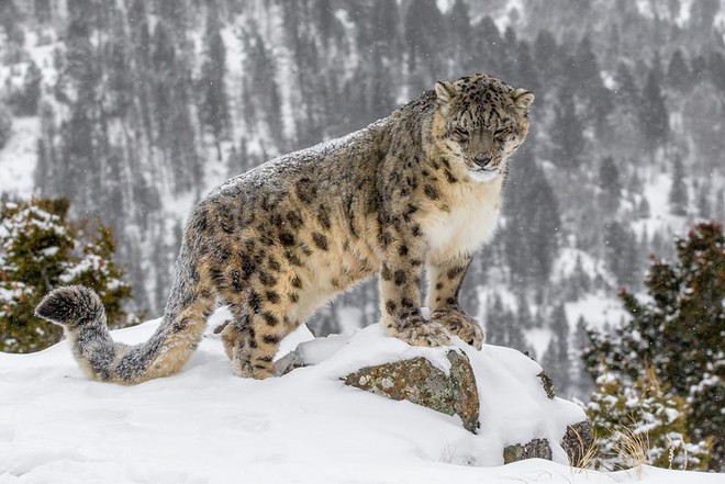 Hình ảnh những con báo tuyết quanh năm ngậm đuôi dễ thương khó đỡ và lý do phía sau - Ảnh 1.