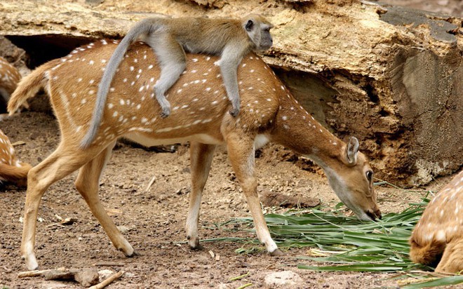 Mãn nhãn với khu rừng cổ tích đẹp lộng lẫy trên hòn đảo mưa không nghỉ ở Nhật Bản - Ảnh 4.