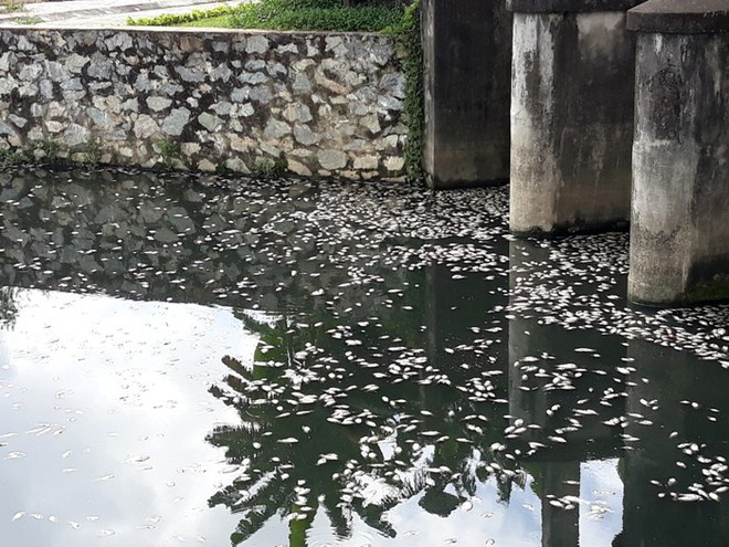 Nghệ An: Cá tự nhiên giữa lòng thành phố chết bất thường, nổi trắng xóa mặt hồ - Ảnh 2.