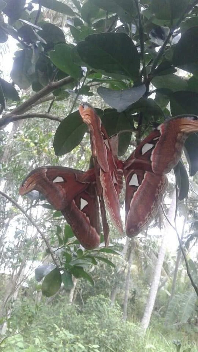 Truy tìm nguồn gốc sinh vật giống "rắn 3 đầu" đang gây bão: hóa ra là loài  tuyệt đẹp và khá phổ biến ở Việt Nam