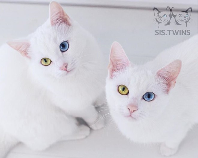 Cặp mèo sinh đôi xinh đẹp này sẽ khiến bạn xao xuyến đấy! Hãy trải nghiệm cảm giác đáng yêu khi xem chúng đùa nghịch với nhau.