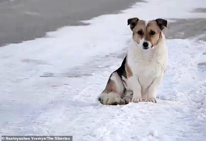 Chú chó Hachiko của nước Nga: Suốt nửa năm ngồi đợi chủ trong cái lạnh âm 30 độ C - Ảnh 2.