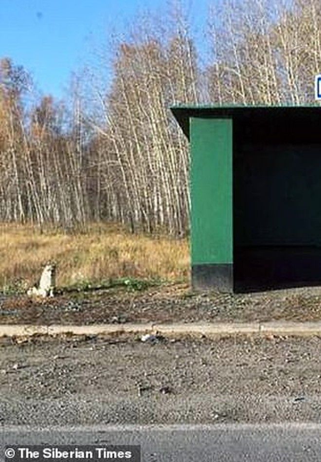 Chú chó Hachiko của nước Nga: Suốt nửa năm ngồi đợi chủ trong cái lạnh âm 30 độ C - Ảnh 1.
