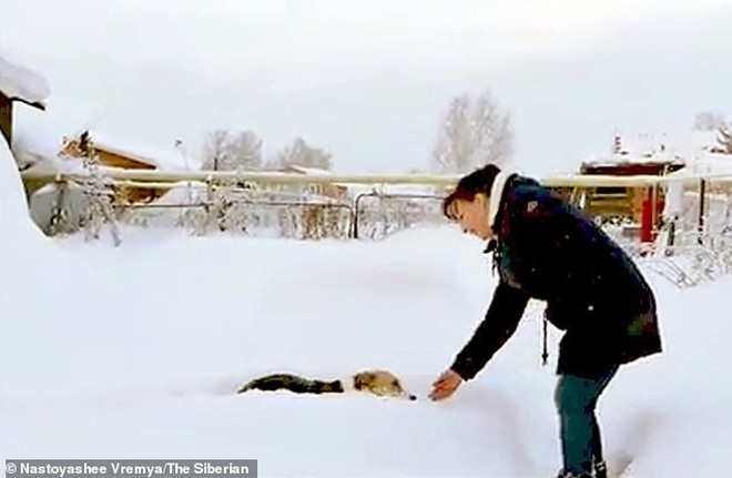 Chú chó Hachiko của nước Nga: Suốt nửa năm ngồi đợi chủ trong cái lạnh âm 30 độ C - Ảnh 3.