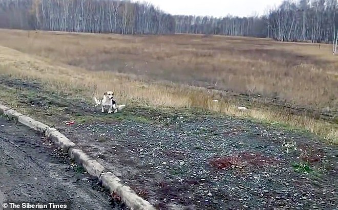 Chú chó Hachiko của nước Nga: Suốt nửa năm ngồi đợi chủ trong cái lạnh âm 30 độ C - Ảnh 1.