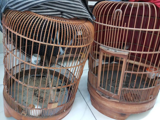 Hai thanh niên đi xe tay ga trộm chim ở Sài Gòn - Ảnh 1.