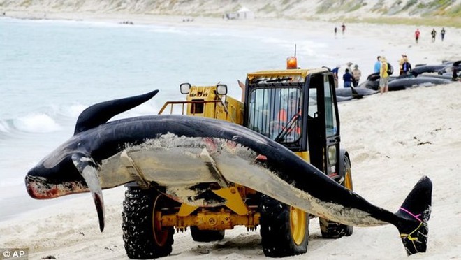 Nhật Bản sẽ tiếp tục đánh bắt cá voi vì mục đích thương mại, phớt lờ lệnh cấm quốc tế - Ảnh 1.