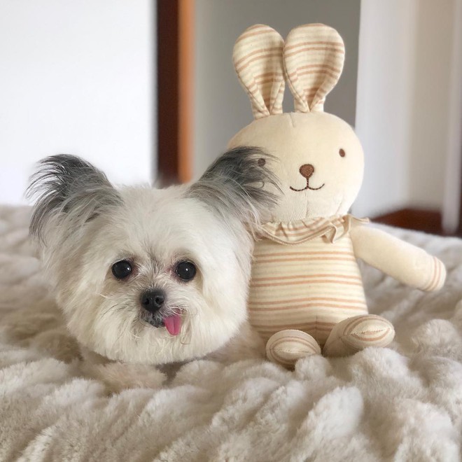 Norbert - chú chó hot Instagram dùng sự cute vô đối chữa lành vết thương tâm hồn cho mọi người - Ảnh 8.