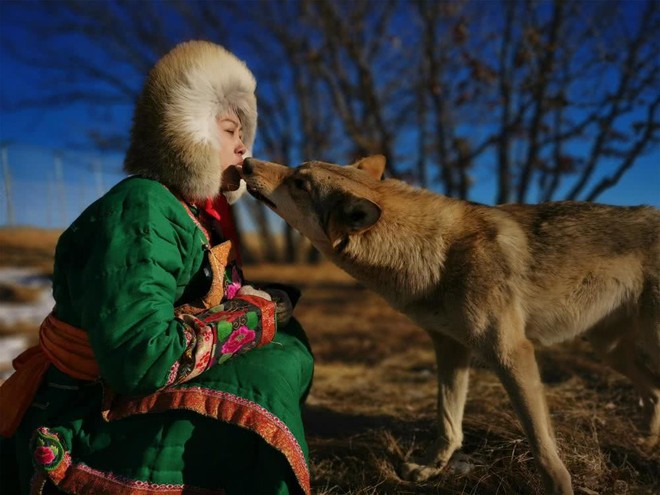 Cô gái Mông Cổ với dàn pet độc 8 con sói, 3 bạn trai đều đòi chia tay vì sợ cãi nàng sẽ bị ăn thịt - Ảnh 2.