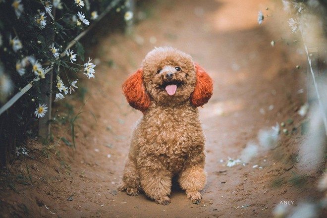 Xuất hiện ứng viên vô địch mùa giải cúc họa mi năm nay: Chú poodle tròn vo e ấp bên hoa trắng - Ảnh 1.