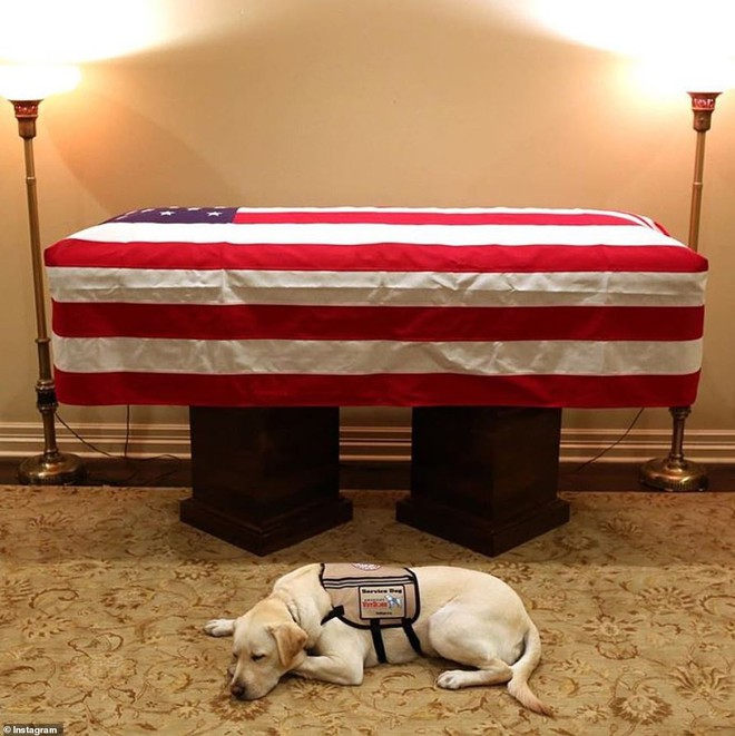Hình ảnh chú chó buồn bã nằm canh trước linh cữu cố tổng thống George H.W Bush đến giây phút cuối cùng gây bão MXH - Ảnh 1.