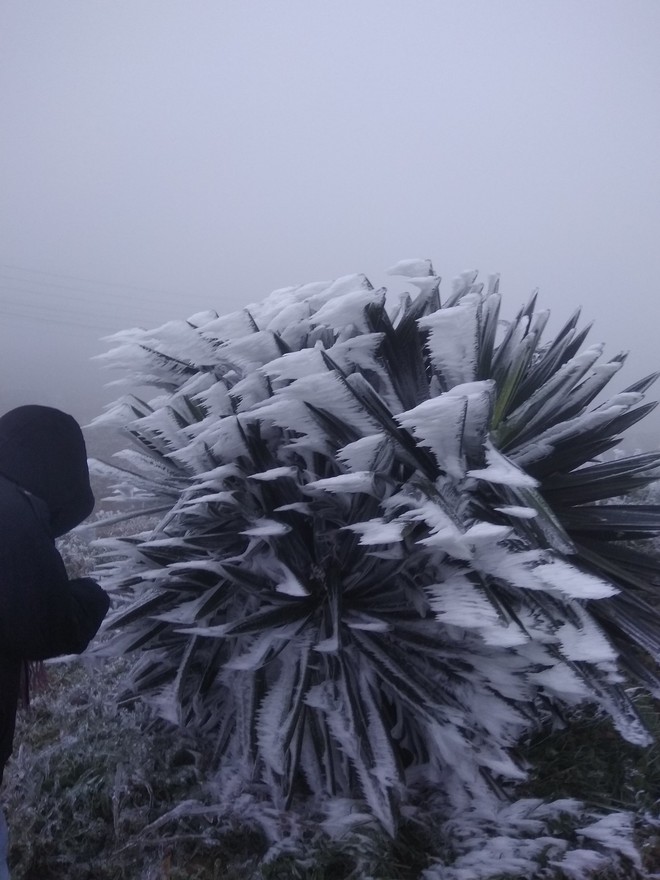 Núi Mẫu Sơn xuống âm 0,6 độ C, tiếp tục có băng giá diện rộng - Ảnh 3.