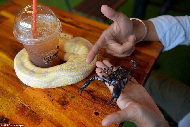 Quán cà phê ở Campuchia gây cảm giác mạnh cho thực khách khi thả cả... rắn, bọ cạp lẫn cự đà xung quanh quán - Ảnh 5.