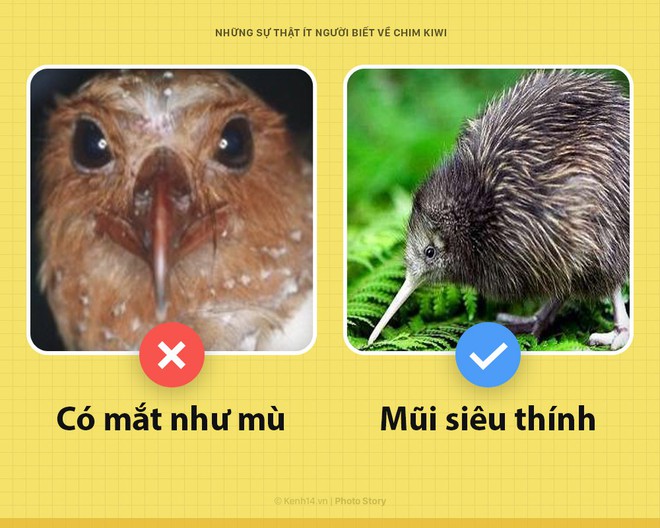 Xin chào! Tôi là chim kiwi biểu tượng của New Zealand và tôi dị hơn các ông tưởng nhiều đấy - Ảnh 3.