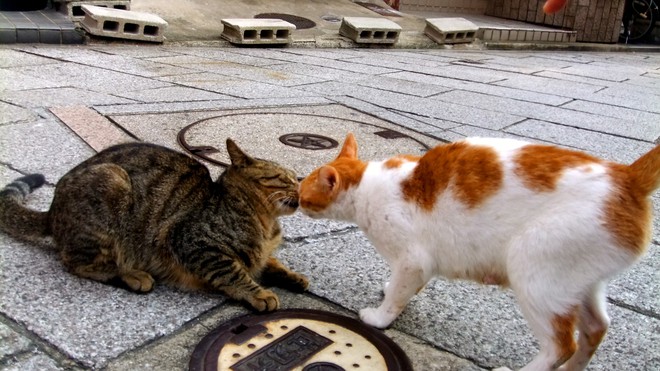 Đằng sau những con mèo bị bấm cụt tai là câu chuyện cảm động về cách người Nhật đối xử với chúng - Ảnh 3.