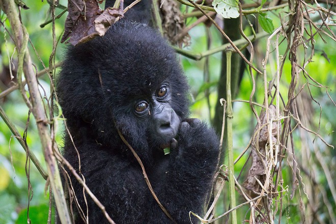 Ghé thăm khu vườn tuyệt diệu và nguy hiểm bậc nhất châu Phi: Virunga - Ảnh 4.
