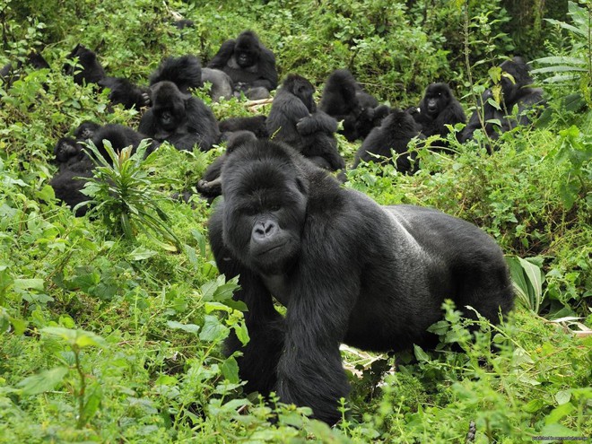 Ghé thăm khu vườn tuyệt diệu và nguy hiểm bậc nhất châu Phi: Virunga - Ảnh 5.