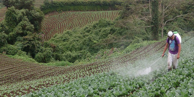 Có một loài khỉ đen toàn thân đang dần chuyển thành màu vàng và sự thật đáng buồn đằng sau đó - Ảnh 4.
