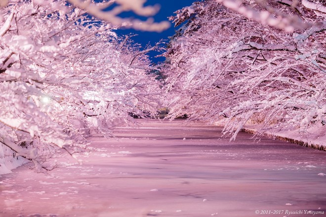 Người dân Nhật ngỡ ngàng chiêm ngưỡng những bông hoa anh đào băng tuyết trong thời tiết lạnh giá kéo dài - Ảnh 1.