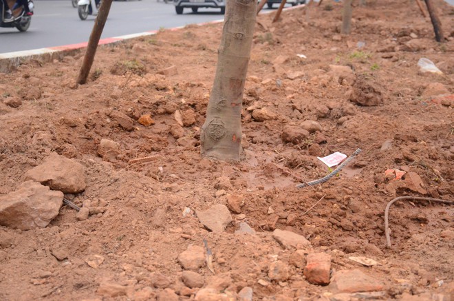 Ch&ugrave;m ảnh: Tận thấy h&agrave;ng trăm c&acirc;y phong l&aacute; đỏ mới được trồng tr&ecirc;n phố Trần Duy Hưng ở H&agrave; Nội - Ảnh 6.