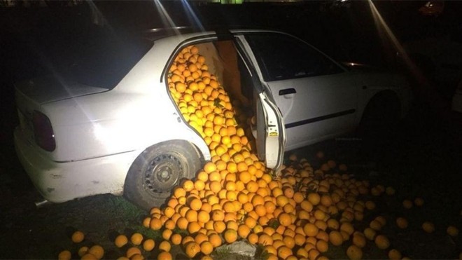Phát hiện chiếc xe khả nghi, cảnh sát mở kiểm tra thì thấy hơn 4 tấn cam ăn trộm - Ảnh 1.