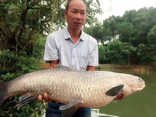 Ông bố đam mê câu cá dọn nhà ra biệt thự cạnh đầm ở, quyết tâm săn cá khủng 14kg mới về nhà ăn Tết với vợ con - Ảnh 3.