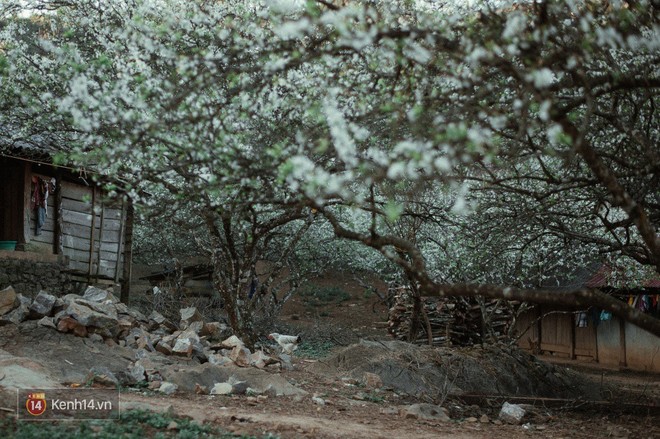 Những ng&agrave;y cận Tết, hoa mận trắng nở rộ Mộc Ch&acirc;u đẹp đến m&ecirc; mẩn - Ảnh 9.