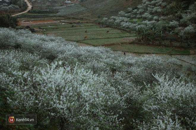 Những ng&agrave;y cận Tết, hoa mận trắng nở rộ Mộc Ch&acirc;u đẹp đến m&ecirc; mẩn - Ảnh 11.