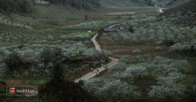 Những ng&agrave;y cận Tết, hoa mận trắng nở rộ Mộc Ch&acirc;u đẹp đến m&ecirc; mẩn - Ảnh 12.