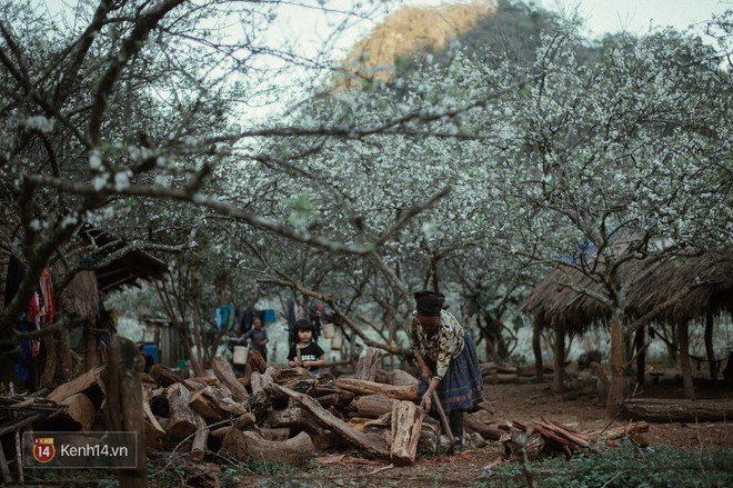 Những ng&agrave;y cận Tết, hoa mận trắng nở rộ Mộc Ch&acirc;u đẹp đến m&ecirc; mẩn - Ảnh 7.