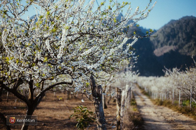 Những ng&agrave;y cận Tết, hoa mận trắng nở rộ Mộc Ch&acirc;u đẹp đến m&ecirc; mẩn - Ảnh 5.