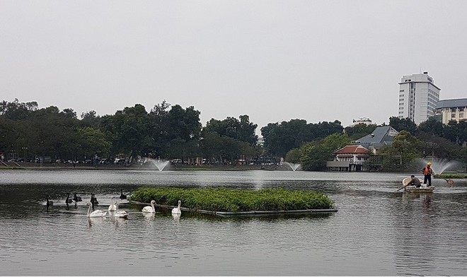 Xem xét lắp camera ở hồ Thiền Quang để bảo vệ thiên nga - Ảnh 1.