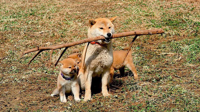 Năm Mậu Tuất và 5 câu chuyện cảm động về loài chó của điện ảnh Nhật Bản - Ảnh 1.