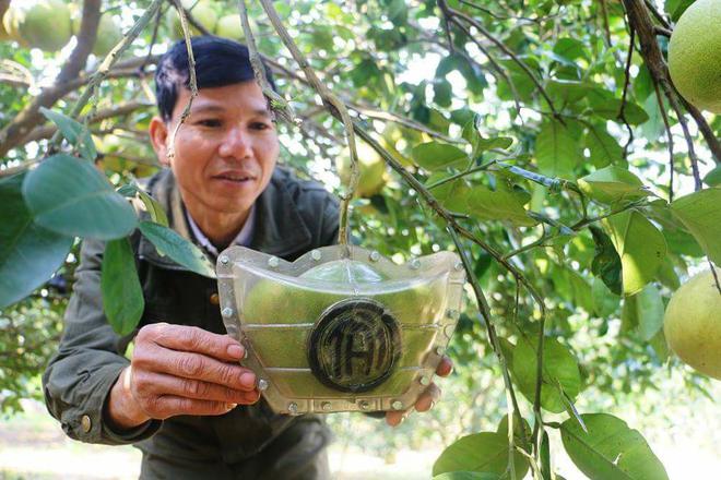 Bưởi Tết T&agrave;i &ndash; Lộc b&aacute;n nửa triệu đồng một quả ở Nghệ An vẫn ch&aacute;y h&agrave;ng - Ảnh 1.
