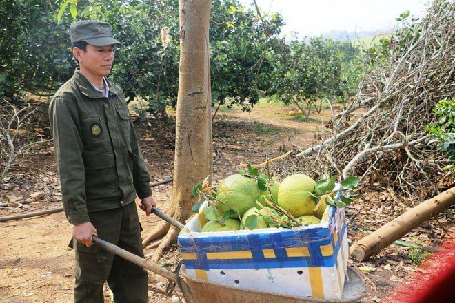 Bưởi Tết T&agrave;i &ndash; Lộc b&aacute;n nửa triệu đồng một quả ở Nghệ An vẫn ch&aacute;y h&agrave;ng - Ảnh 3.