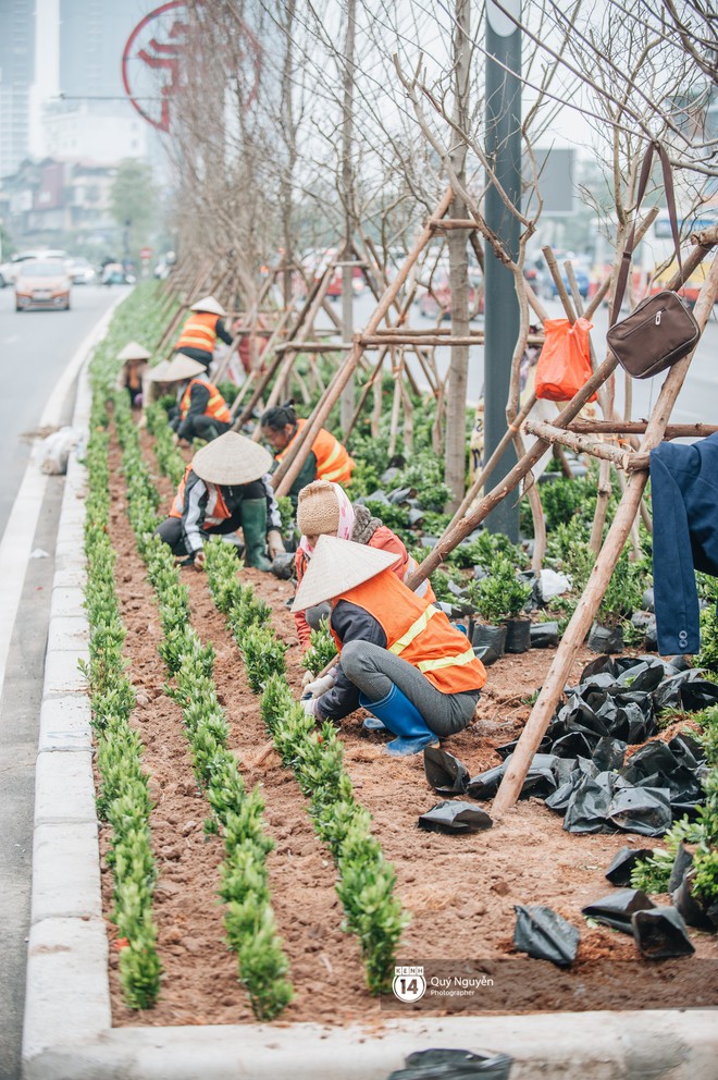 H&agrave; Nội: H&agrave;ng c&acirc;y phong l&aacute; đỏ từng được v&iacute; như những c&agrave;nh củi kh&ocirc; bắt đầu nảy lộc đ&uacute;ng dịp Tết - Ảnh 8.