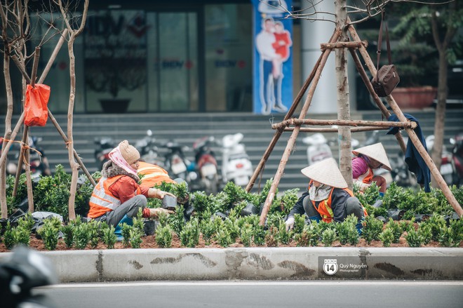 H&agrave; Nội: H&agrave;ng c&acirc;y phong l&aacute; đỏ từng được v&iacute; như những c&agrave;nh củi kh&ocirc; bắt đầu nảy lộc đ&uacute;ng dịp Tết - Ảnh 7.