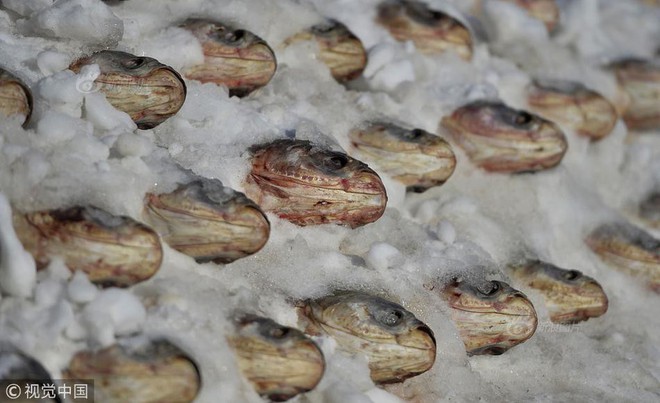 Trung Quốc: Hàng nghìn con cá được xếp tầng, vùi trong tuyết trên đường phố lớn, chào mừng tết Mậu Tuất 2018 - Ảnh 3.