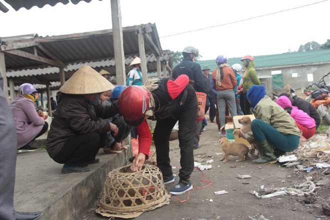 Th&iacute;ch th&uacute; đến chợ ch&oacute; con ở Nghệ An v&agrave;o ng&agrave;y 29 Tết - Ảnh 9.