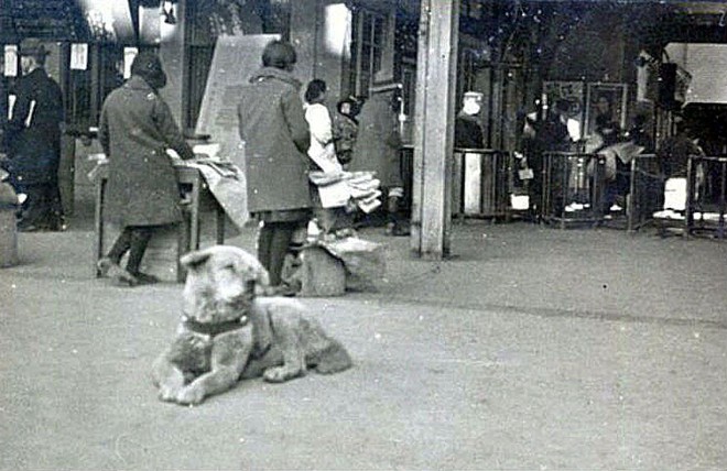 Câu chuyện cảm động về chú chó hơn 9 năm đợi người chủ quá cố ở sân ga rồi ra đi trong niềm tiếc thương của cả nước Nhật - Ảnh 3.