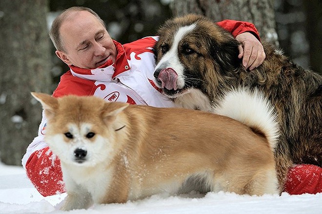 Ảnh: Niềm đam m&ecirc; ch&oacute; bất tận của Tổng thống Nga Putin - Ảnh 1.