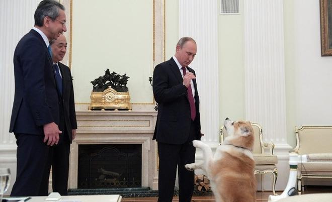 Ảnh: Niềm đam m&ecirc; ch&oacute; bất tận của Tổng thống Nga Putin - Ảnh 10.