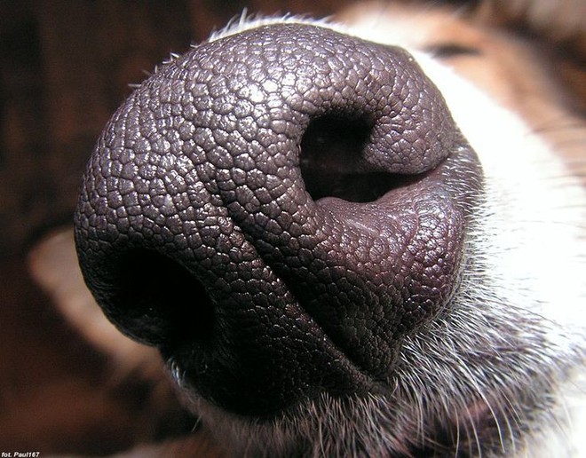 Nhân năm con Chó, đây là những sự thật cool ngầu chẳng ai biết về loài vật dễ thương nhất quả đất này - Ảnh 7.